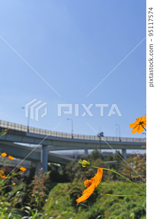 Yokohama Aoba Interchange and Cosmos 95117574