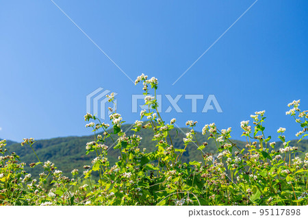 蕎麥花果 95117898