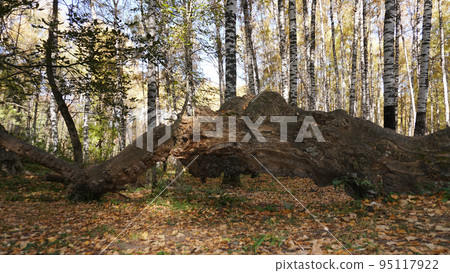 A big beautiful log lies in the autumn forest. A big beautiful log lies in the autumn forest. 95117922