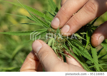 Farmer showing caterpillar on Marijuana leaf. Organic Cannabis Sativa Female Plants with CBD 95118065