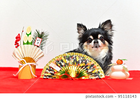 吉娃娃的新年特寫 95118143