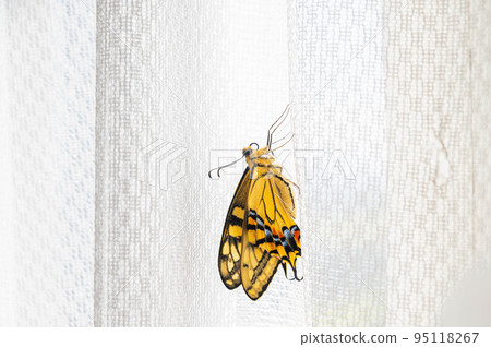 Papilio machaon 剛從蛹中孵化出來 95118267