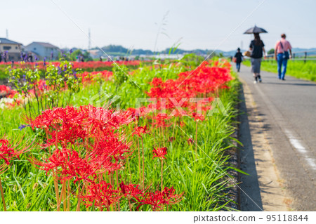 Autumn Festival of Gon, cluster amaryllis in full bloom <Handa City, Aichi Prefecture> 95118844
