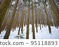 Cedar forest at Sengamine in winter covered with snow 95118893