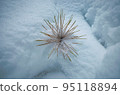 Pine leaves covered in snow 95118894
