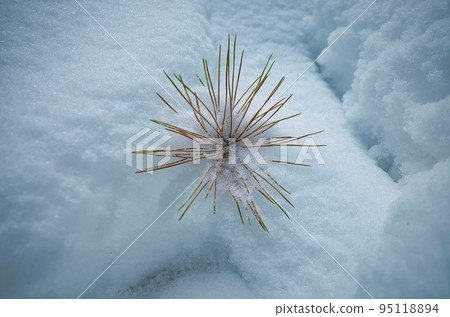 Pine leaves covered in snow 95118894
