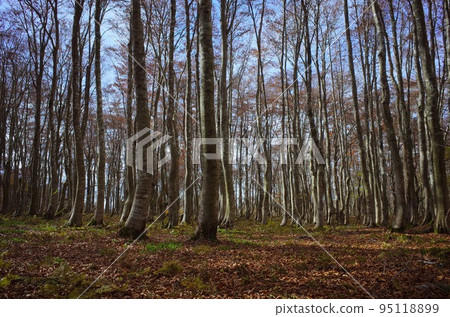 Oginoyama in autumn Soft carpet of fallen leaves 95118899