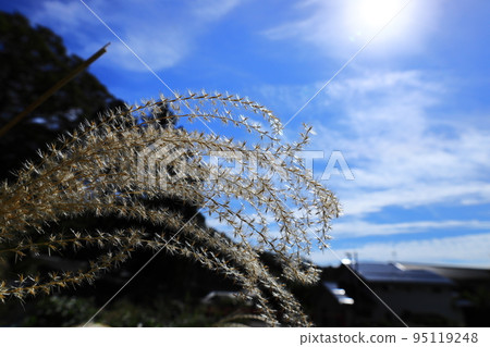 Aozora和Susuki 95119248