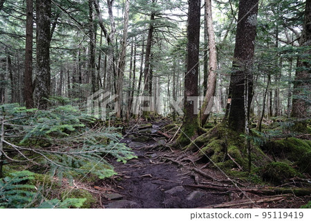 Nagano Prefecture Hiking trail from Shirakoma Marsh to Shirakoma Pond. Lots of tree roots and stones August 5, 2022 Nagano Prefecture Hiking trail from Shirakoma Marsh to Shirakoma Pond. Lots of tree roots and stones August 5, 2022 95119419