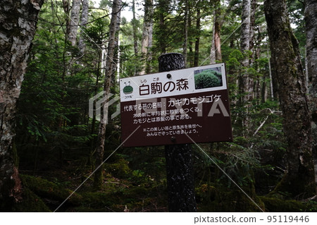Nagano prefecture Shirakoma forest information board on the hiking trail from Shirakoma Pond to the entrance parking lot August 5, 2022 95119446