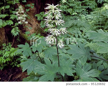 Momijigasa (Yuwa, Akita City, 9/8) "Shidoke", the king of wild plants in early spring 95120692