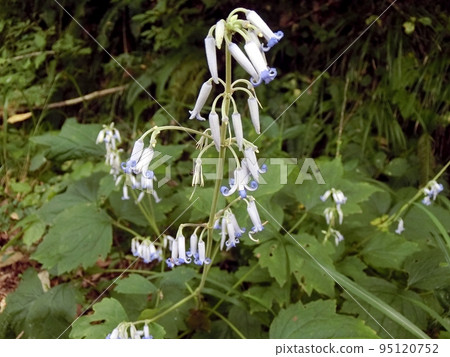 Kusabotan (September 13, Shimohama Nagahama, Akita City) ``Kusapeony with blue eyes coming from the ridgeline'' 95120752