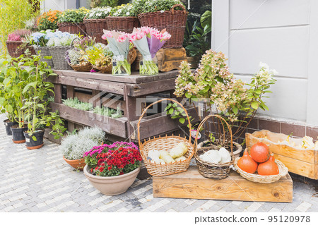 Tulips, heather, chrysanthemum flowers andpumpkin decoration at flower shop. Halloween and Thanksgiving autumn decor with flowers in trendy rattan baskets Tulips, heather, chrysanthemum flowers andpumpkin decoration at flower shop. Halloween and Thanksgiving autumn decor with flowers in trendy rattan baskets 95120978