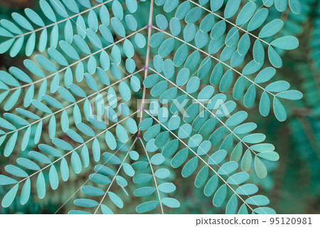 pride of barbados Plant Caesalpinia Pulcherima green leaves background. Natural geometric minimalist botany texture 95120981