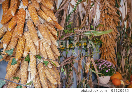 Halloween and Thanksgiving autumn decoration with dried corn cobs, pumpkins and autumn flowers. Vintage style. Selective focus, holiday concept 95120983