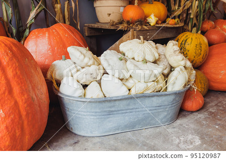 Halloween and Thanksgiving autumn outdoor decoration with big pumpkins and pattypan squash. Vintage style. Selective focus, holiday concept Halloween and Thanksgiving autumn outdoor decoration with big pumpkins and pattypan squash. Vintage style. Selective focus, holiday concept 95120987