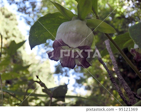 鶴胡蘿蔔（秋田市下濱長濱市，9/17） 95121369