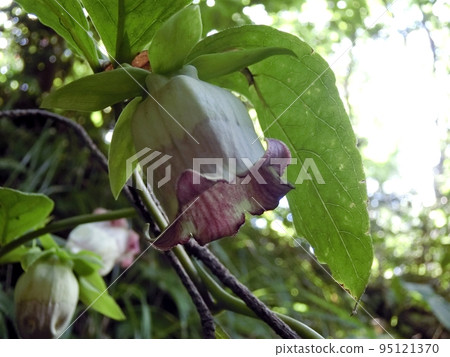Crane carrot (Shimohama Nagahama, Akita City, 9/17) 95121370