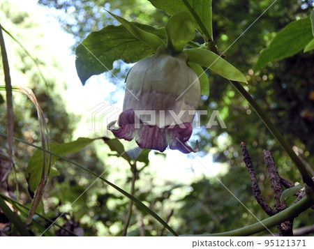 Crane carrot (Shimohama Nagahama, Akita City, 9/17) 95121371