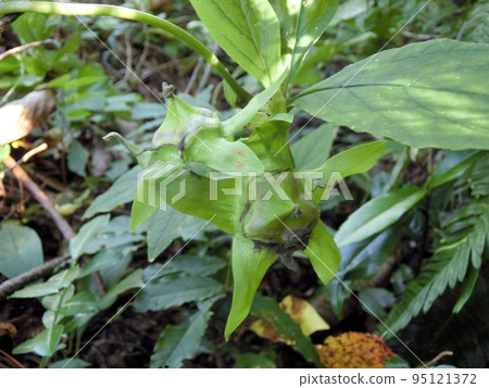 Crane carrots (Shimohama Nagahama, Akita City, 10/1) had finished flowering and bearing fruit. 95121372