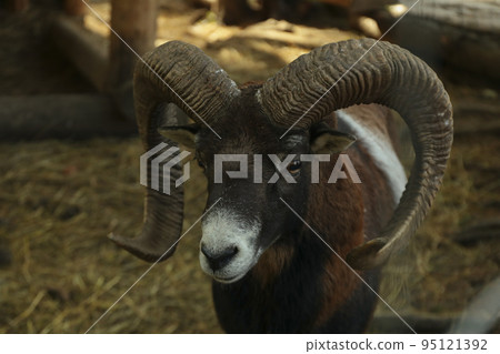 Ram in park, close up and selective focus Ram in park, close up and selective focus 95121392