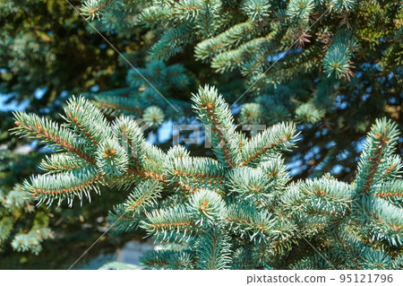 Fir tree branches and green leaves texture background 95121796