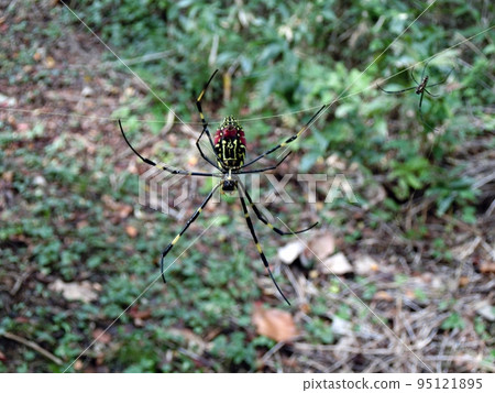 Nephila spider (Shimohama Katsune, Akita City, 10/8) 從腹側拍攝，右側是一隻小雄性 95121895