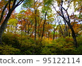 Autumn at Mt. Houki, trees with red leaves 95122114