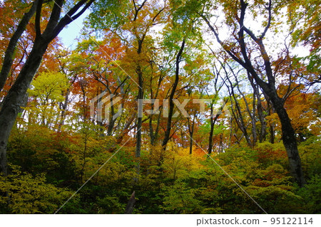Autumn at Mt. Houki, trees with red leaves 95122114
