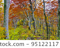 Autumn at Mt. Houki, trees with red leaves 95122117