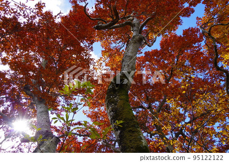 Autumn at Mt. Houki, trees with red leaves 95122122