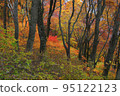 Autumn at Mt. Houki, trees with red leaves 95122123