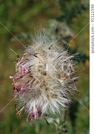 Musk thistle seed head in close up 95122599