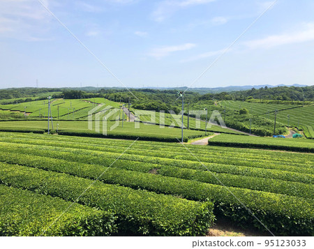 Fujikawachi Tea Plantation in Ube City, Yamaguchi Prefecture 95123033