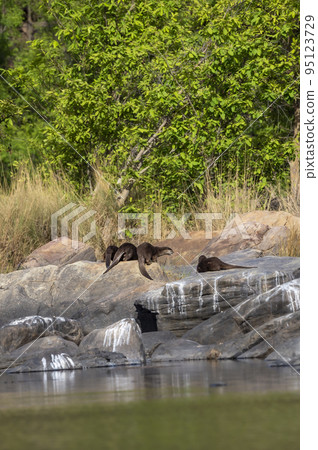 Smooth coated otter or Lutrogale perspicillata family playful on big rocks at chambal river Rawatbhata kota rajasthan india asia 95123729