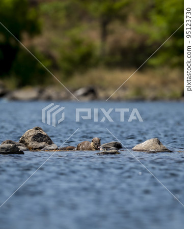 Smooth coated otter or Lutrogale perspicillata eating fish after hunting in ramganga river water at dhikala zone of jim corbett national park forest uttarakhand india asia Smooth coated otter or Lutrogale perspicillata eating fish after hunting in ramganga river water at dhikala zone of jim corbett national park forest uttarakhand india asia 95123730