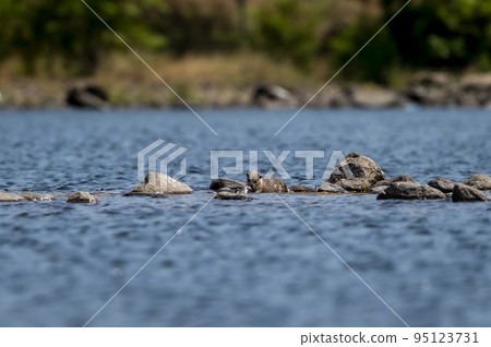Smooth coated otter or Lutrogale perspicillata eating fish after hunting in ramganga river water at dhikala zone of jim corbett national park forest uttarakhand india asia 95123731