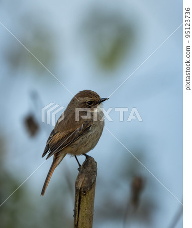 Grey bush chat or bushchat or Saxicola ferreus bird portrait perched on branch at dhikala zone of jim corbett national park uttarakhand india asia 95123736