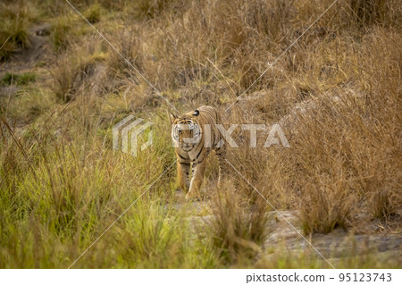 wild adult bengal male tiger or panthera tigris tigris head on with eye contact on territory marking in evening safari at bandhavgarh national park forest umaria madhya pradesh india asia 95123743