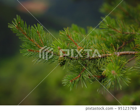 Green european forest landscape 95123769