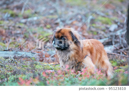 Adult Pickens dog. Walk in the forest with a dog. 95123810