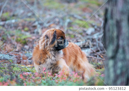 Adult Pickens dog. Walk in the forest with a dog. 95123812