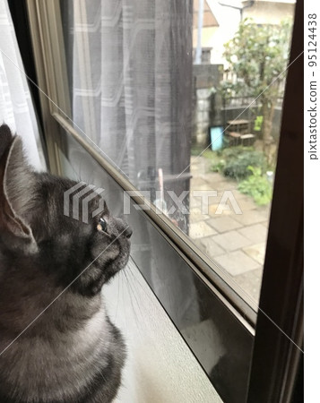 貓的個人資料 貓的個人資料 95124438