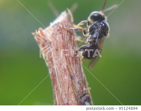 Black Stingless Bee sitting on a twig 95124894