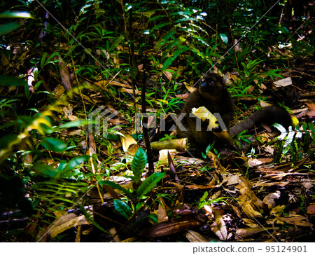 Portrait of the eating Golden bamboo lemur aka Hapalemur aureus Portrait of the eating Golden bamboo lemur aka Hapalemur aureus 95124901