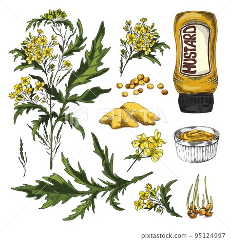 Mustard seeds, plant and sauce in gravy boat and seasoning bottle - sketch vector illustration isolated on white. 95124997