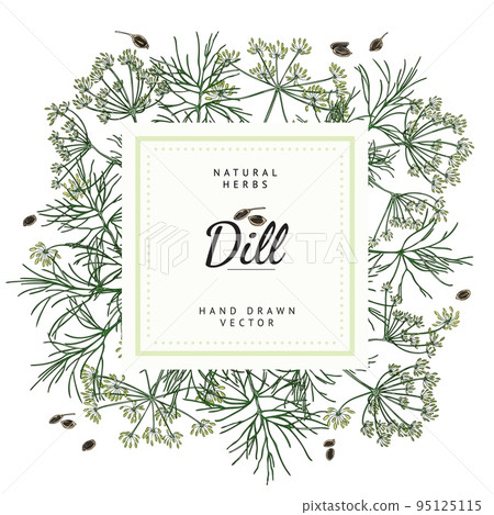 Dill banner with text and square frame, sketch vector illustration on white background. Dill banner with text and square frame, sketch vector illustration on white background. 95125115