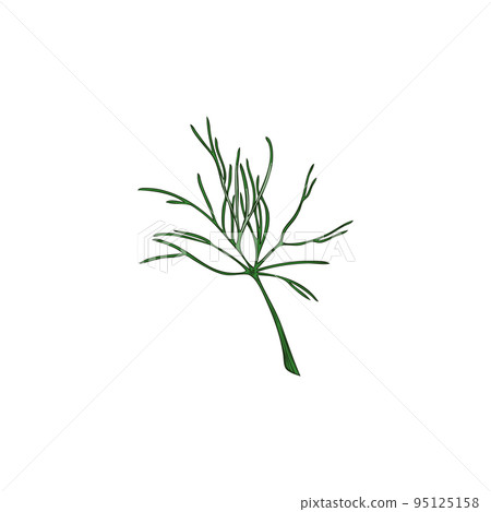 Hand drawn colorful dill plant sketch style, vector illustration 95125158