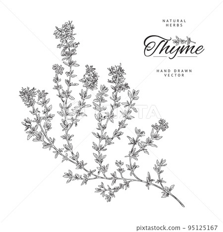 Monochrome thyme branch with leaves, poster template - sketch vector illustration on white background. Monochrome thyme branch with leaves, poster template - sketch vector illustration on white background. 95125167