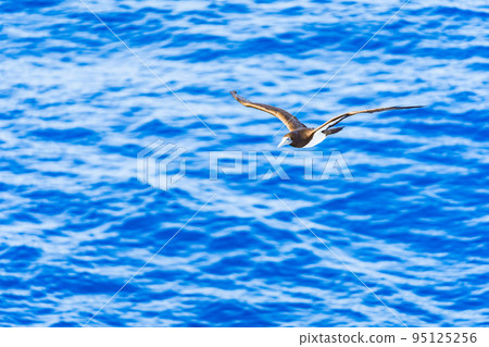與那國海面上飛翔的海鳥 與那國海面上飛翔的海鳥 95125256